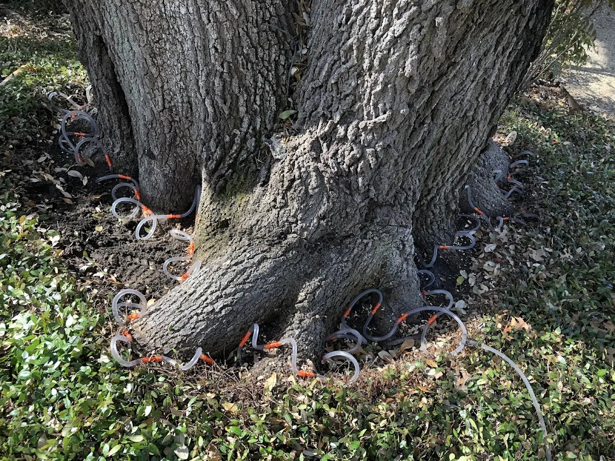 Detailed Tree Cabling and Bracing job site in Mary Esther