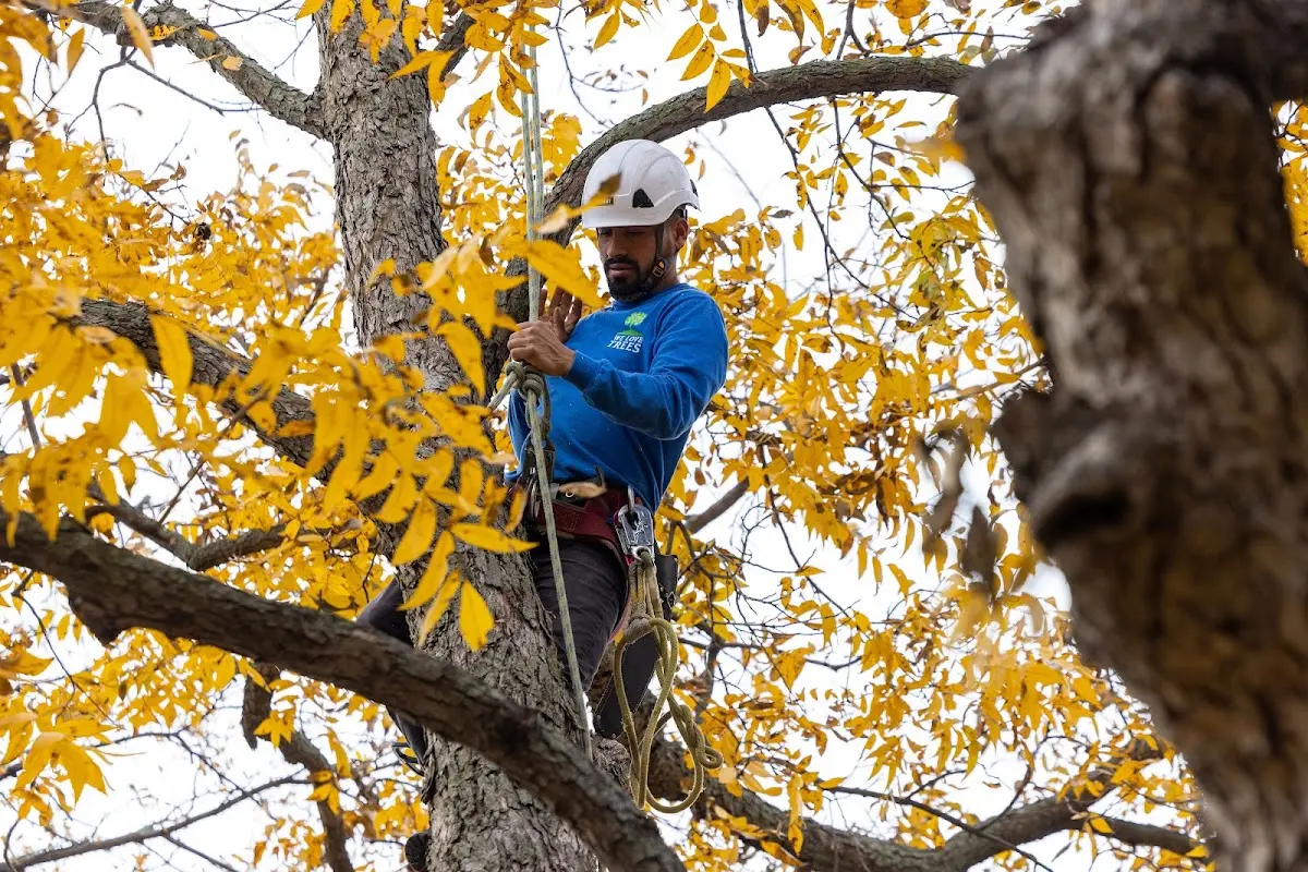 Skilled Tree Pruning crew working in Mary Esther