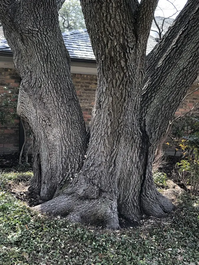 Mature heritage tree close to a Mary Esther property cared for by certified arborists